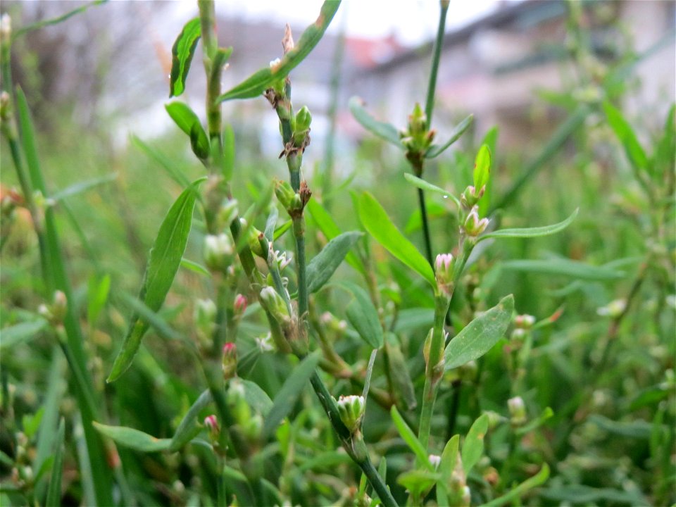 Vogelknöterich (Polygonum aviculare) auf einer Ruderalfläche an der Berlinallee in Hockenheim