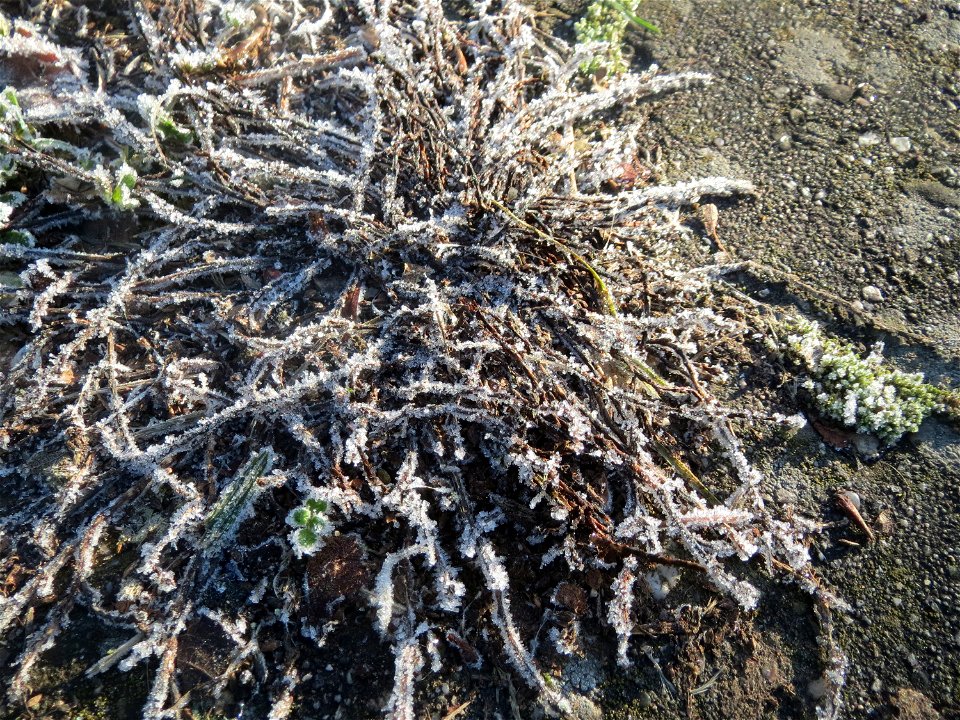 Vereister Vogelknöterich (Polygonum aviculare) am Staden in Saarbrücken