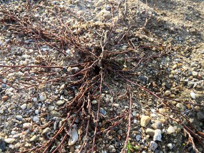 Mumienbotanik: Vogelknöterich (Polygonum aviculare) in Hockenheim