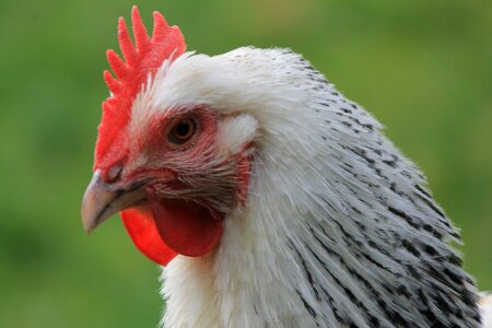 Face head poultry