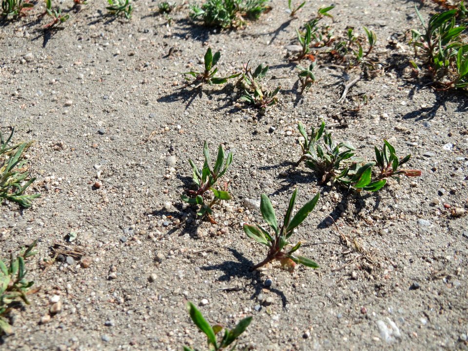 Ganz junger Vogelknöterich (Polygonum aviculare) auf einer Parkplatz-Wiese in Hockenheim - häufig auf sandigen Wegen