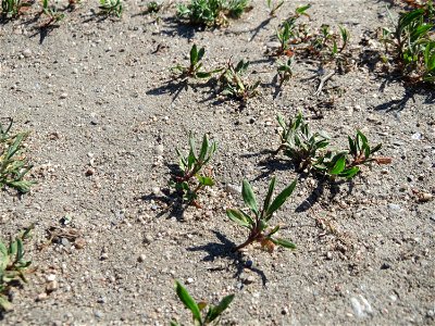 Ganz junger Vogelknöterich (Polygonum aviculare) auf einer Parkplatz-Wiese in Hockenheim - häufig auf sandigen Wegen