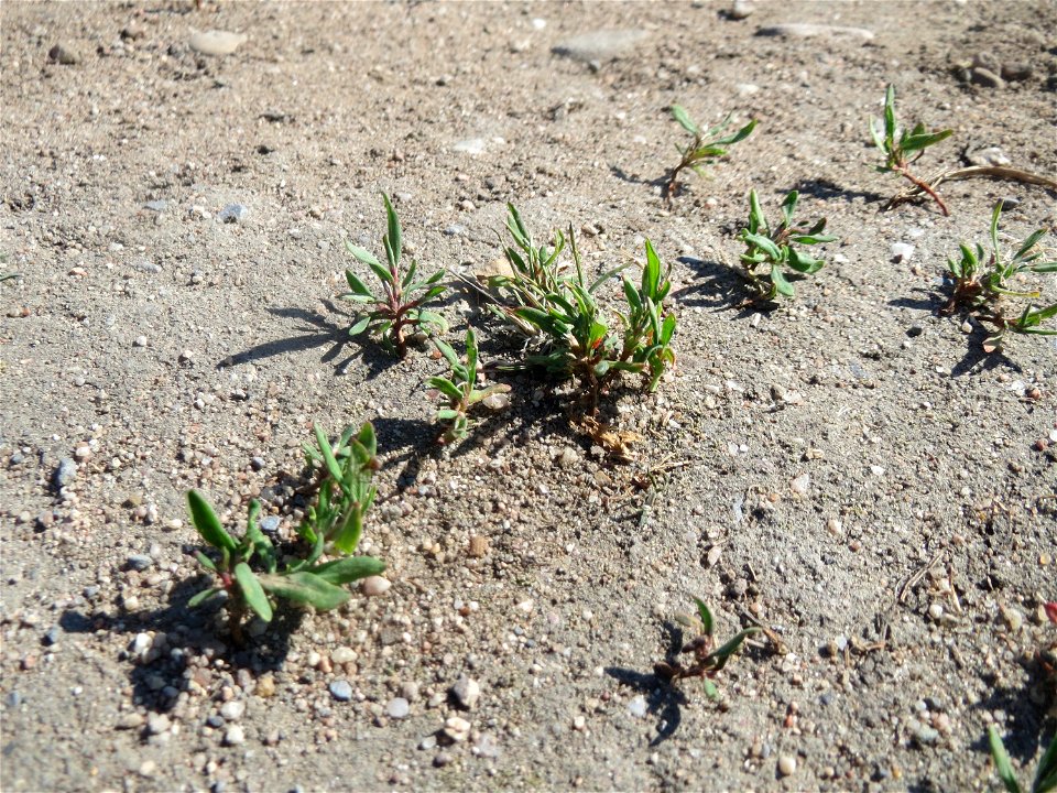 Ganz junger Vogelknöterich (Polygonum aviculare) auf einer Parkplatz-Wiese in Hockenheim - häufig auf sandigen Wegen