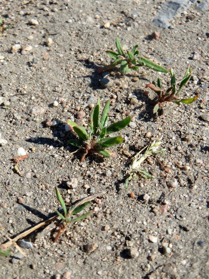 Ganz junger Vogelknöterich (Polygonum aviculare) auf einer Parkplatz-Wiese in Hockenheim - häufig auf sandigen Wegen - viele sind gewiss schon über ihn hinweggetrampelt ohne im Aufmerksamkeit zu schen