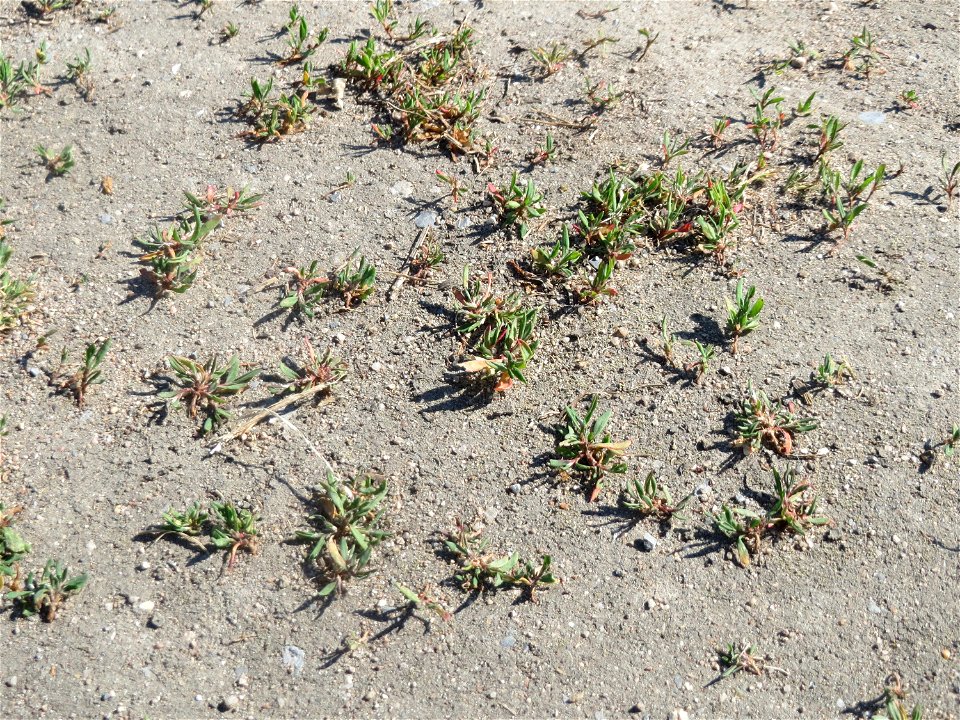 Ganz junger Vogelknöterich (Polygonum aviculare) auf einer Parkplatz-Wiese in Hockenheim - häufig auf sandigen Wegen - viele sind gewiss schon über ihn hinweggetrampelt ohne ihm Aufmerksamkeit zu sche