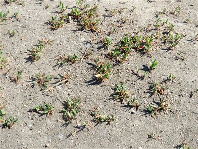 Ganz junger Vogelknöterich (Polygonum aviculare) auf einer Parkplatz-Wiese in Hockenheim - häufig auf sandigen Wegen - viele sind gewiss schon über ihn hinweggetrampelt ohne ihm Aufmerksamkeit zu sche