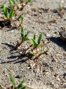 Ganz junger Vogelknöterich (Polygonum aviculare) auf einer Parkplatz-Wiese in Hockenheim - häufig auf sandigen Wegen - viele sind gewiss schon über ihn getrampelt ohne ihm Aufmerksamkeit zu schenken