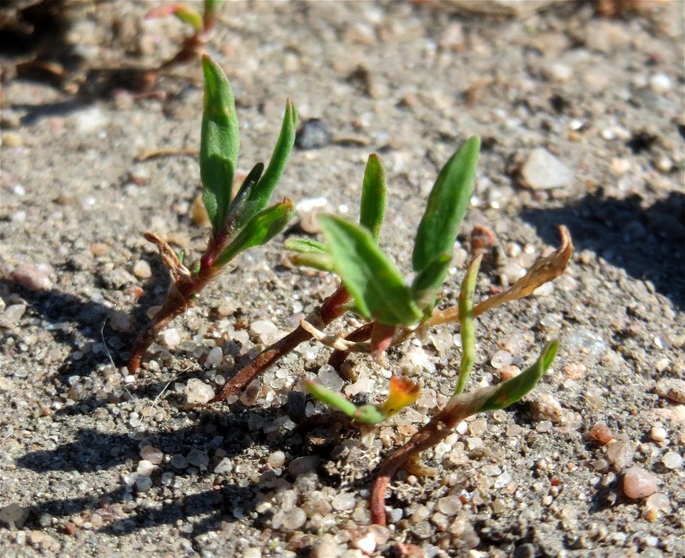 Ganz junger Vogelknöterich (Polygonum aviculare) auf einer Parkplatz-Wiese in Hockenheim - häufig auf sandigen Wegen - viele sind gewiss schon über ihn getrampelt ohne ihm Aufmerksamkeit zu schenken