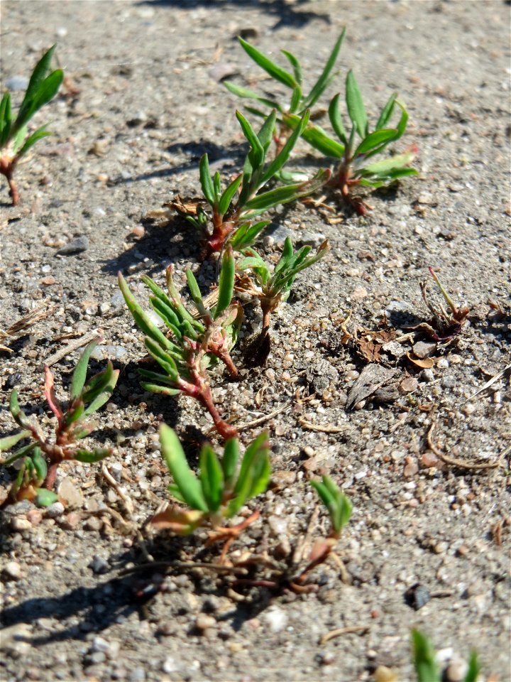 Ganz junger Vogelknöterich (Polygonum aviculare) auf einer Parkplatz-Wiese in Hockenheim - häufig auf sandigen Wegen - viele sind gewiss schon über ihn getrampelt ohne ihm Aufmerksamkeit zu schenken