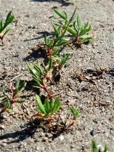 Ganz junger Vogelknöterich (Polygonum aviculare) auf einer Parkplatz-Wiese in Hockenheim - häufig auf sandigen Wegen - viele sind gewiss schon über ihn getrampelt ohne ihm Aufmerksamkeit zu schenken