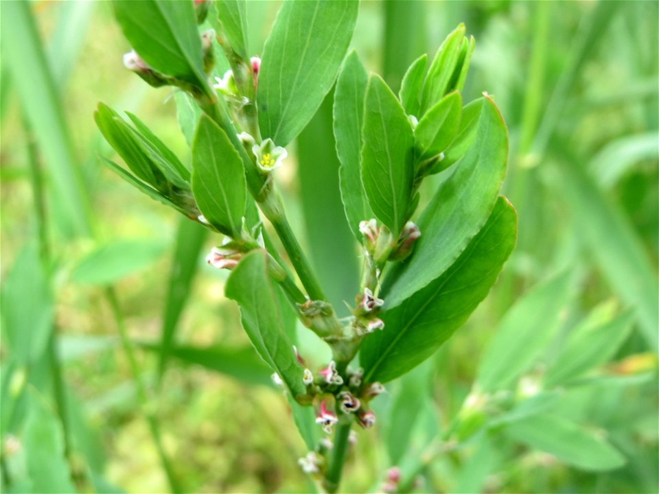 Vogelknöterich (Polygonum aviculare) auf einer Wiese zum Schutz der Haubenlerche am Stadtrand von Hockenheim