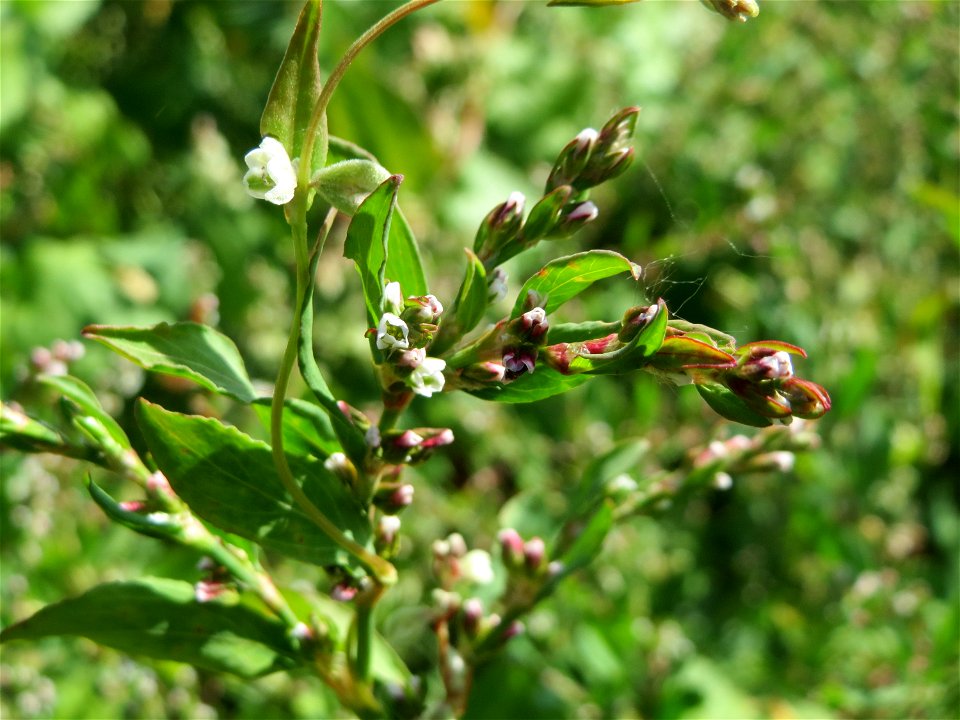 Vogelknöterich (Polygonum aviculare) auf einer Wiese zum Schutz der Haubenlerche beim Dänischen Lager bei Hockenheim