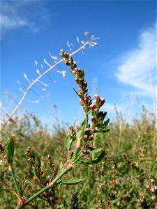 Vogelknöterich (Polygonum aviculare) auf einer Wiese zum Schutz der Haubenlerche beim Dänischen Lager bei Hockenheim