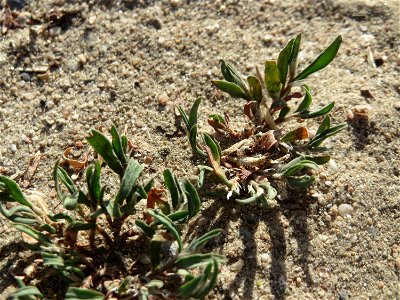 Vogelknöterich (Polygonum aviculare) auf einer Streuobstwiese in Hockenheim