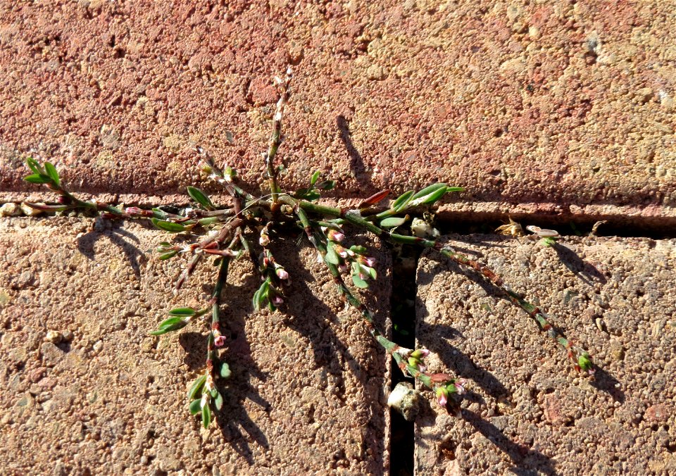 minimalistische Ritzenbotanik: Vogelknöterich (Polygonum aviculare) auf Pflastersteinen am Messplatz in Hockenheim