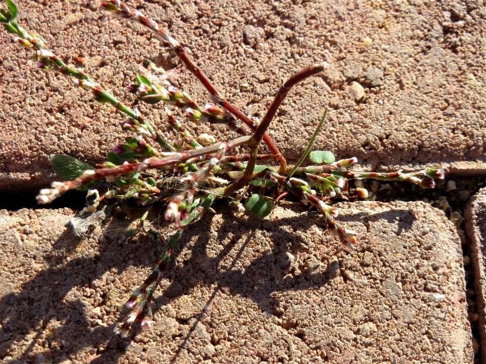 minimalistische Ritzenbotanik: Vogelknöterich (Polygonum aviculare) auf Pflastersteinen am Messplatz in Hockenheim