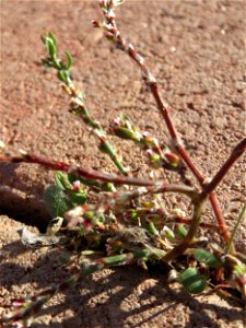 minimalistische Ritzenbotanik: Vogelknöterich (Polygonum aviculare) auf Pflastersteinen am Messplatz in Hockenheim