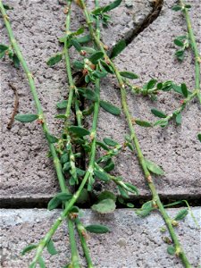 Ritzenbotanik: Vogelknöterich (Polygonum aviculare) auf Pflastersteinen in Hockenheim