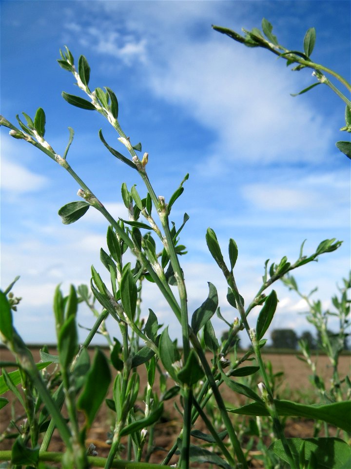 Vogelknöterich (Polygonum aviculare) an Ackerrand bei Reilingen