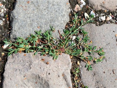 Ritzenbotanik: Vogelknöterich (Polygonum aviculare) auf Pflastersteinen im Bürgerpark Saarbrücken