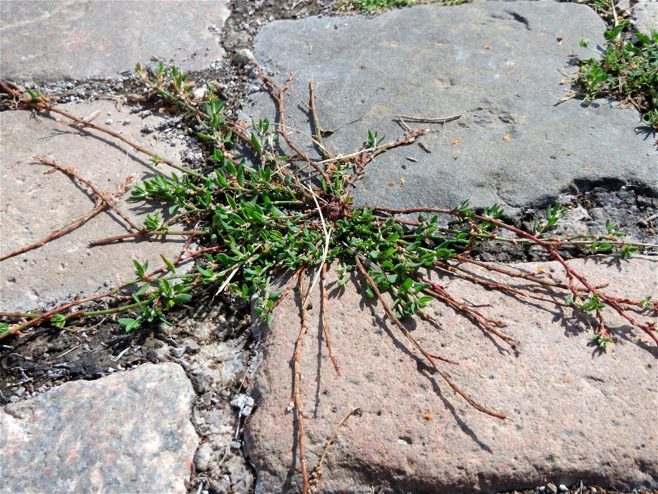 Ritzenbotanik: Vogelknöterich (Polygonum aviculare) auf Pflastersteinen im Bürgerpark Saarbrücken
