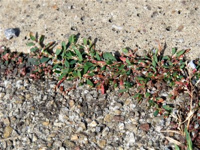 Ritzenbotanik: Vogelknöterich (Polygonum aviculare) auf Pflasterstein am Bahnhof Hockenheim