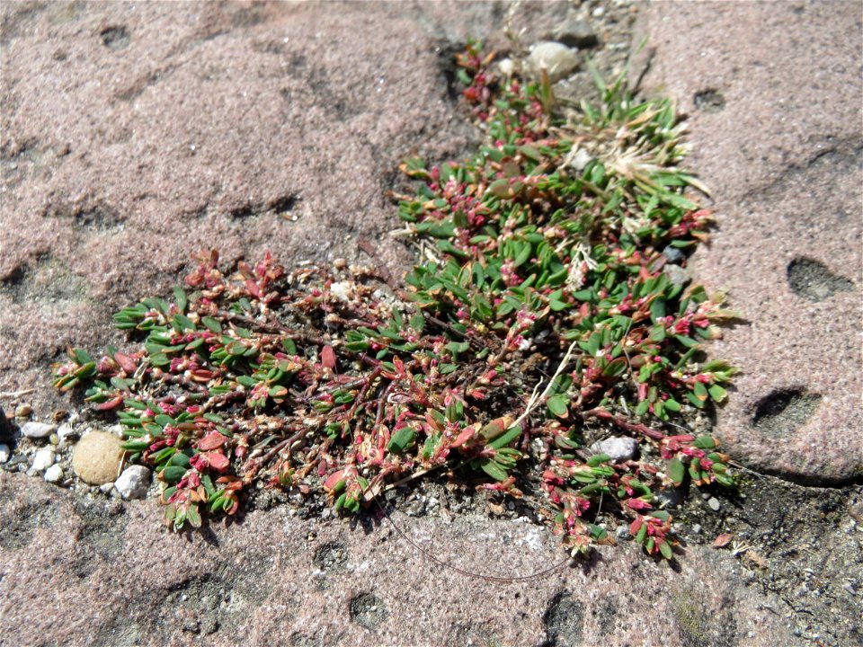 Ritzenbotanik: Vogelknöterich (Polygonum aviculare) im Ehrenhof vom Schwetzinger Schloss