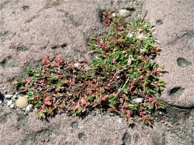 Ritzenbotanik: Vogelknöterich (Polygonum aviculare) im Ehrenhof vom Schwetzinger Schloss