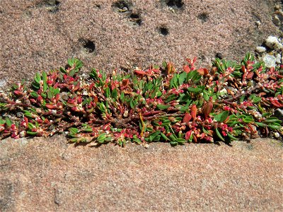 Ritzenbotanik: Vogelknöterich (Polygonum aviculare) im Ehrenhof vom Schwetzinger Schloss