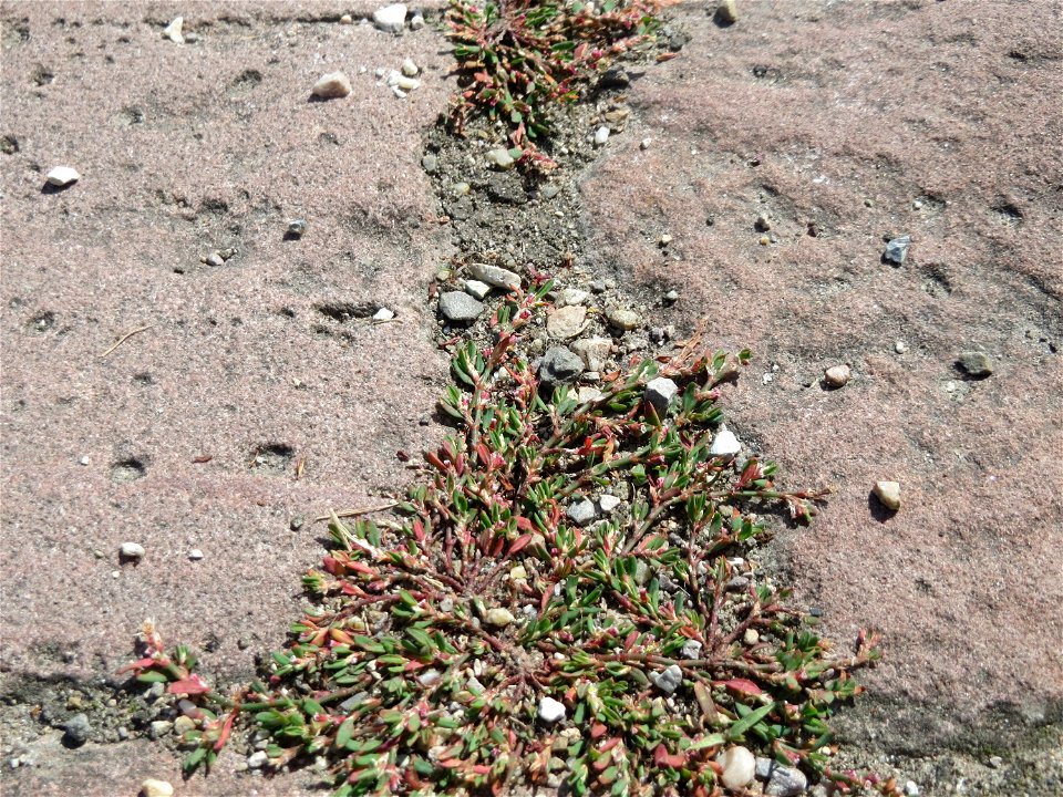 Ritzenbotanik: Vogelknöterich (Polygonum aviculare) im Ehrenhof vom Schwetzinger Schloss