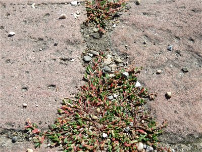 Ritzenbotanik: Vogelknöterich (Polygonum aviculare) im Ehrenhof vom Schwetzinger Schloss