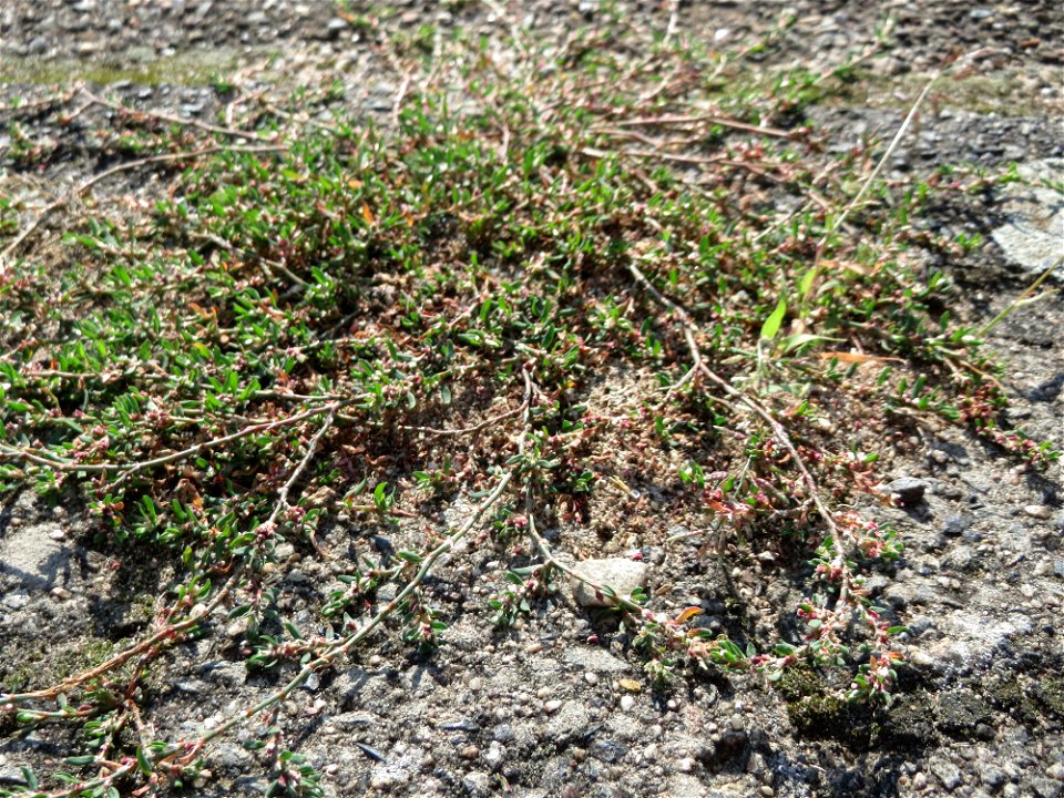 Ritzenbotanik: Vogelknöterich (Polygonum aviculare) auf Pflasterstein in Hockenheim
