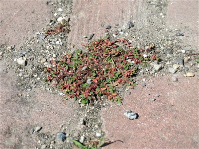 Ritzenbotanik: Vogelknöterich (Polygonum aviculare) im Ehrenhof vom Schwetzinger Schloss