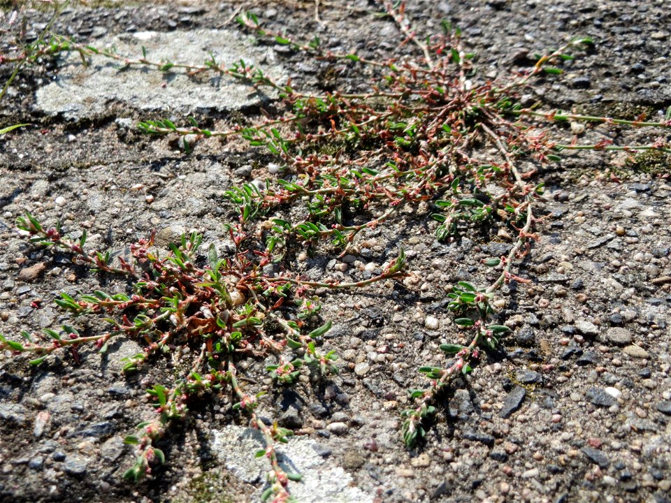 Ritzenbotanik: Vogelknöterich (Polygonum aviculare) auf Pflasterstein in Hockenheim