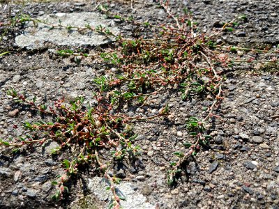 Ritzenbotanik: Vogelknöterich (Polygonum aviculare) auf Pflasterstein in Hockenheim