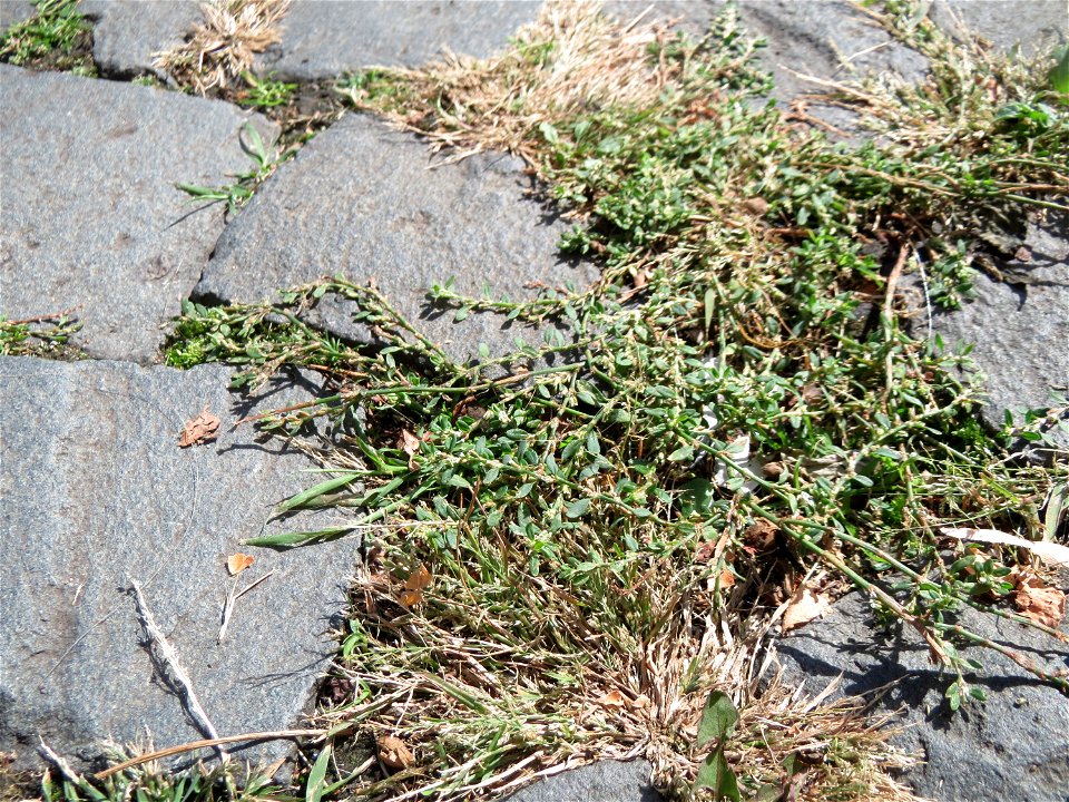 Ritzenbotanik: Vogelknöterich (Polygonum aviculare) auf Pflasterstein in Saarbrücken