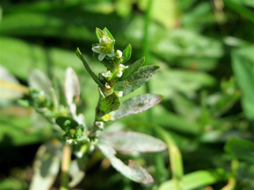 Vogelknöterich (Polygonum aviculare) in Oftersheim