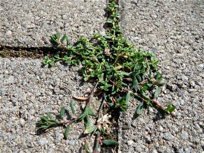 Ritzenbotanik: Vogelknöterich (Polygonum aviculare) auf Pflasterstein in Oftersheim