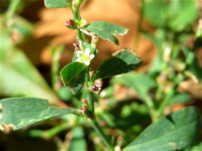Vogelknöterich (Polygonum aviculare) in Schwetzingen