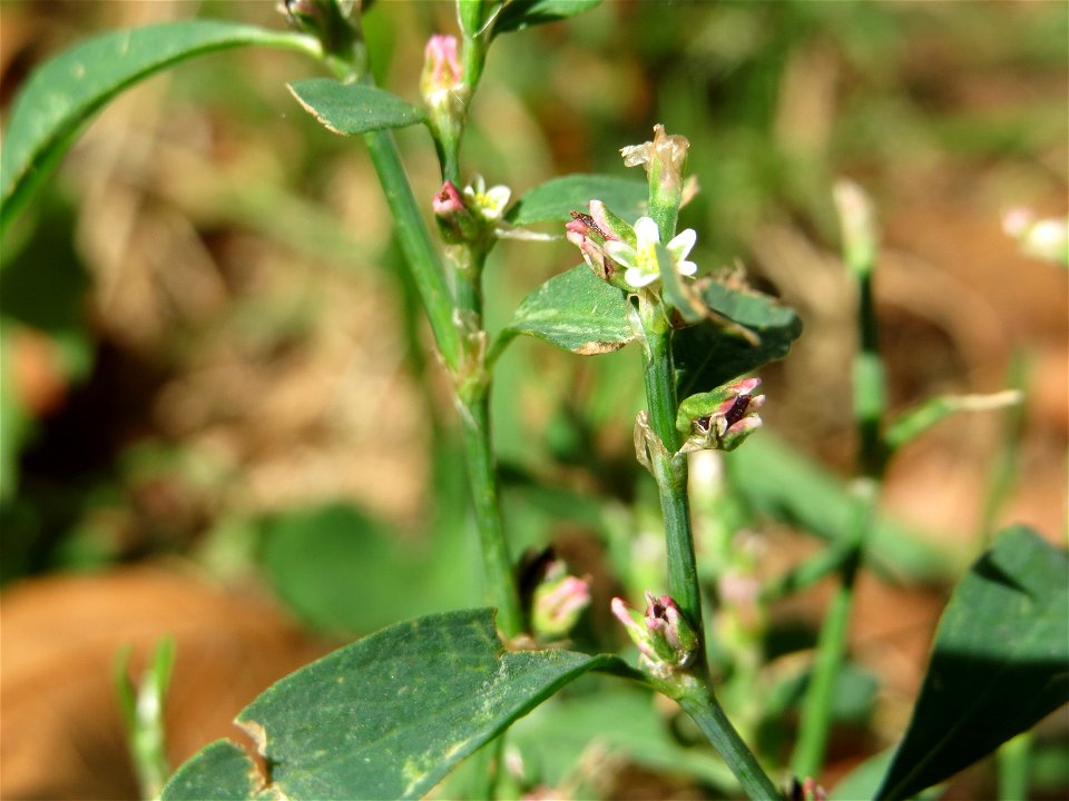 Vogelknöterich (Polygonum aviculare) in Schwetzingen