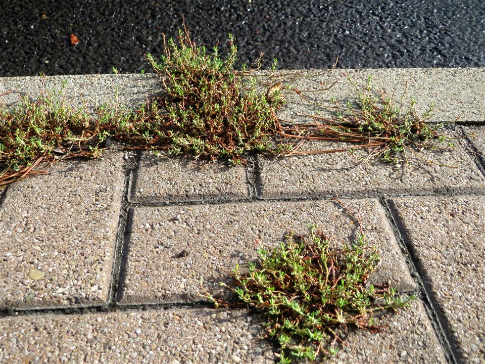 Ritzenbotanik: Vogelknöterich (Polygonum aviculare) auf Pflasterstein am Bahnhof Schwetzingen