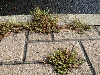 Ritzenbotanik: Vogelknöterich (Polygonum aviculare) auf Pflasterstein am Bahnhof Schwetzingen