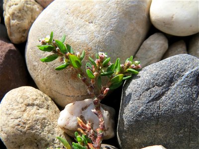 Vogelknöterich (Polygonum aviculare) auf Kieselsteinen in Hockenheim