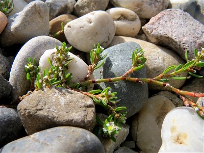 Vogelknöterich (Polygonum aviculare) auf Kieselsteinen in Hockenheim