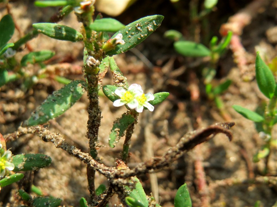 Voll aufgeblühter Vogelknöterich (Polygonum aviculare) an der Westseite des Dreieichenbuckels im Landschaftsschutzgebiet „Oftersheimer Dünen“