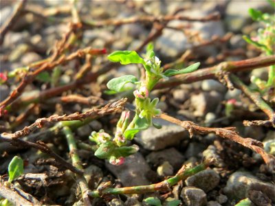 Vogelknöterich (Polygonum aviculare) am Hochwasserrückhaltebecken im Naturschutzgebiet „Bachwiesen/Leopoldswiesen“ im Hockenheimer Rheinbogen