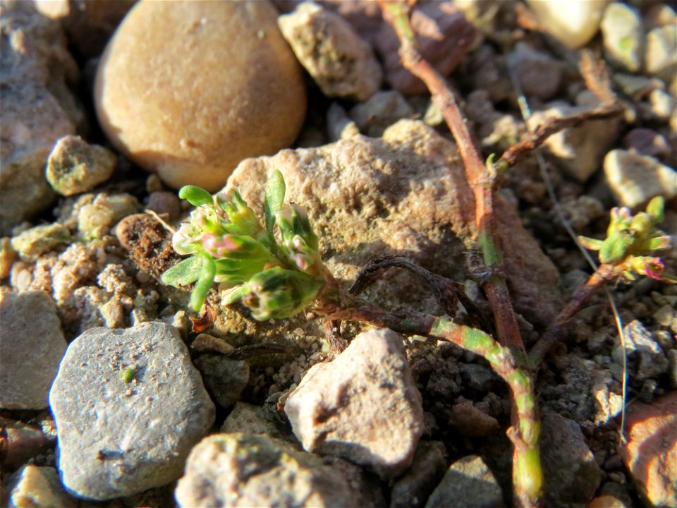 Vogelknöterich (Polygonum aviculare) am Hochwasserrückhaltebecken im Naturschutzgebiet „Bachwiesen/Leopoldswiesen“ im Hockenheimer Rheinbogen