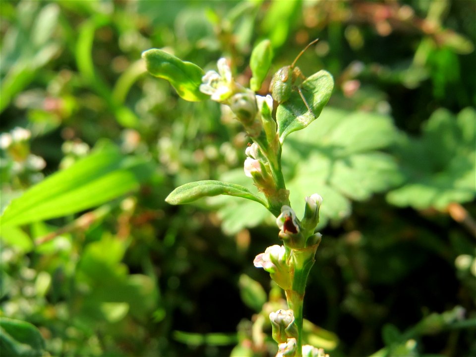 Vogelknöterich (Polygonum aviculare) am Hochwasserrückhaltebecken im Naturschutzgebiet „Bachwiesen/Leopoldswiesen“ im Hockenheimer Rheinbogen