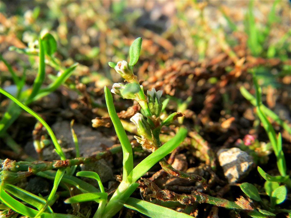 Vogelknöterich (Polygonum aviculare) am Hochwasserrückhaltebecken im Naturschutzgebiet „Bachwiesen/Leopoldswiesen“ im Hockenheimer Rheinbogen
