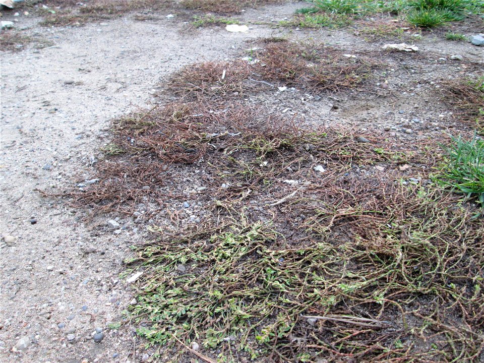 Vogelknöterich (Polygonum aviculare) in Hockenheim-Talhaus